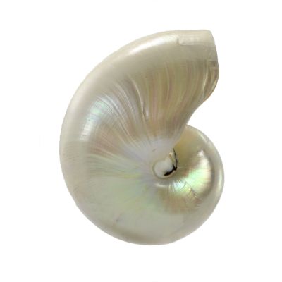 Nautilus Decorative Pearled Shell 5-6"