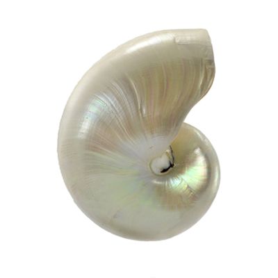 Nautilus Large Decorative Pearled Shell 6-7"