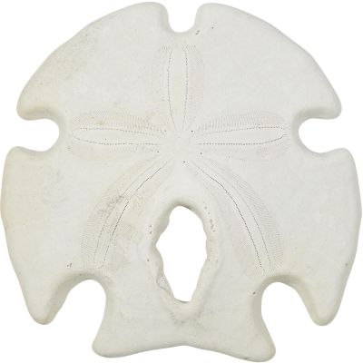 4 Mexican Arrowhead Sand Dollars 3-4" (Set of 4)
