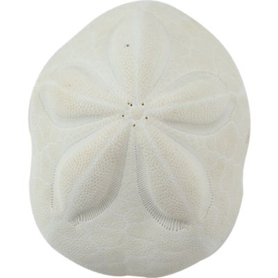 5 Sea Biscuit Sand Dollars 4-5" (Set of 5)