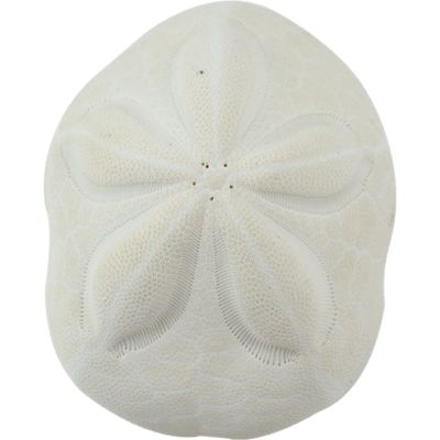 3 Sea Biscuit Sand Dollars 5-6" (Set of 3)