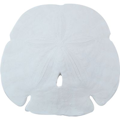 10 Arrowhead Sand Dollars 3-3.5" (Set of 10)