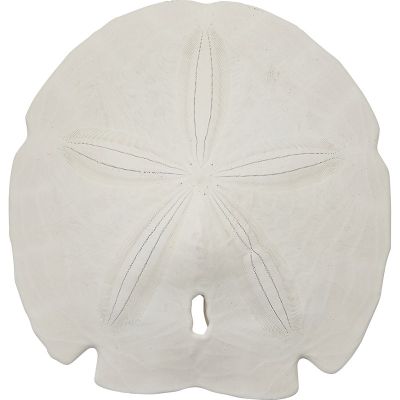10 Arrowhead Sand Dollars 3-3.5" (Set of 10)