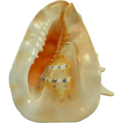 Decorative Yellow Helmet Shell 6-7"