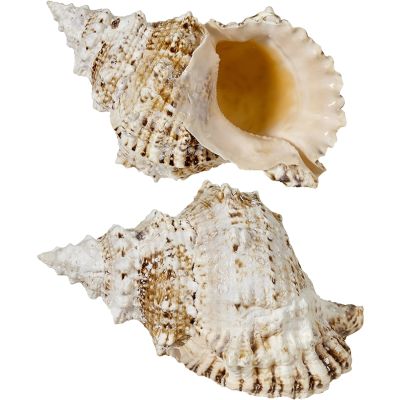 Decorative Frog Shell 9-10"