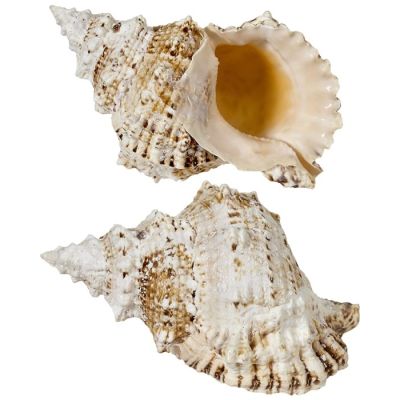 4 Frog Shells 2.5-3" (Set of 4)