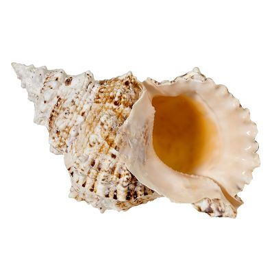 4 Frog Shells 2.5-3" (Set of 4)