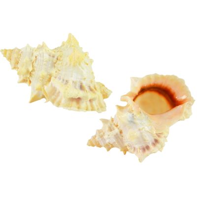 Bursa Bufo (Warty Frog) Seashells 4-6"