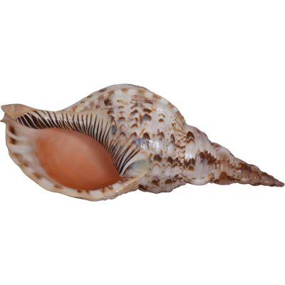 Pacific Triton Decorative Shell 12-13"