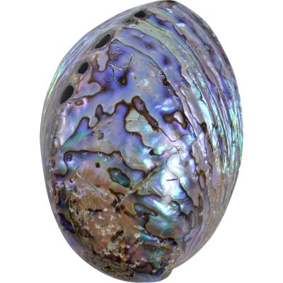 Paua Shell 4.5-5.5"