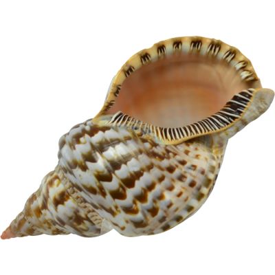 Decorative Triton Shell 7-8"