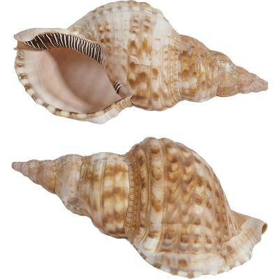 Blonde Triton Seashell 5-7"