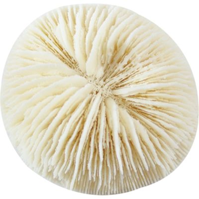 25 Mushroom Coral 1" (Set of 25)