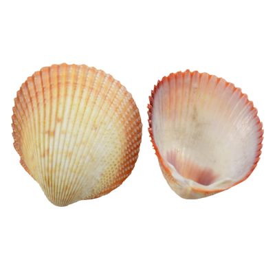 Speckled Cockle Craft Shells Bag 1.5-1.75" 1 Gallon (approx. 400 pieces)