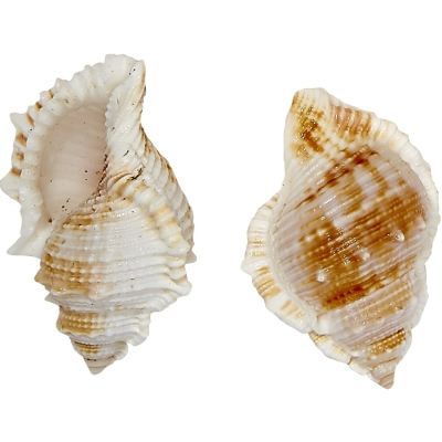 12 Frog Murex Shells 2-3" (Set of 12)