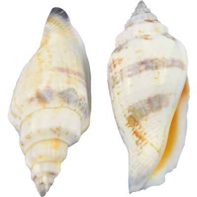 Brown Chula Craft Seashells Bag 1.5-2" 1 Gallon