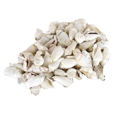 White Chula Seashell Bag 2-2.5" 1 Gallon