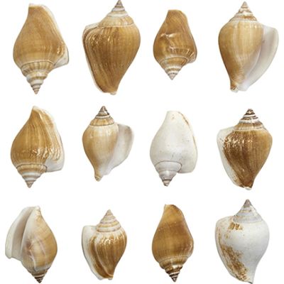 Strombus Canarium Seashell Bag 2-2.5" 1 Gallon