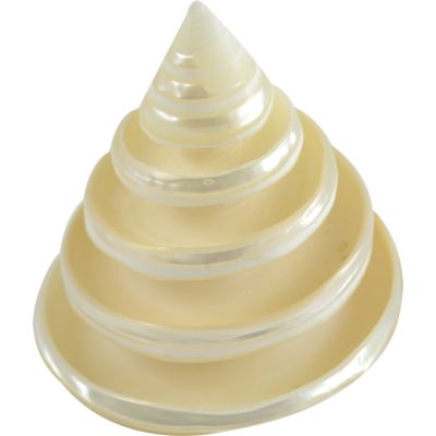 3 Trochus Rings Pearled Seashells 2.5-3" (Set of 3)