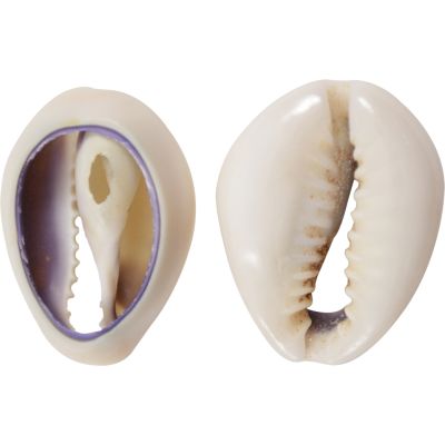 Ring Top Cowrie-Cut Shells Bag 1 Kilo (approx. 630 pcs.)