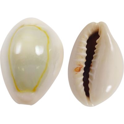 Ring Top Cowrie Shells Bag .5-.75" 1 Kilo