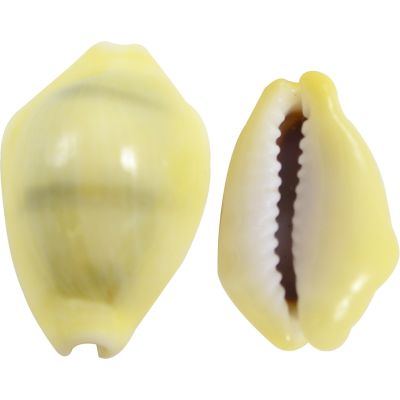 Money Cowrie Shells Bag .75-1" 1 Kilo