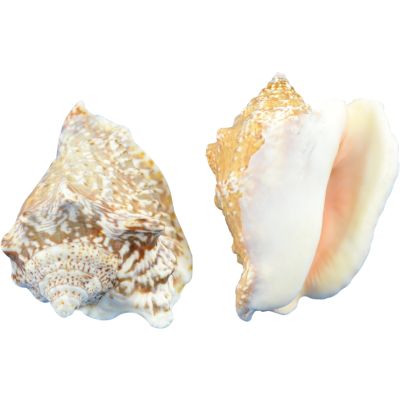 Hawk Wing Shells Bag 2.5-3" 1 Gallon