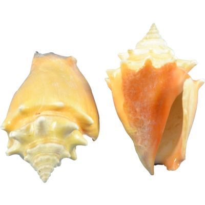 12 Fighting Conch Seashells 2.25-3.25" (Set of 12)