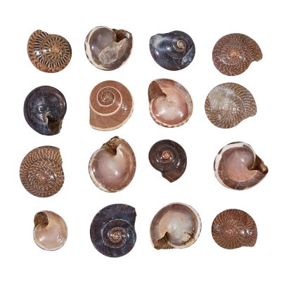 2 Button Trochus Natural .5-.75" (2 Kilo Bags)