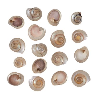 Button Trochus Pearled .5-.75" 1 Kilo