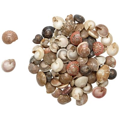 Button Trochus Pearled .25-.5" 1 Kilo