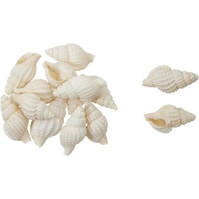 Nassa Reticulata Seashells Bag .625-1" 1 Kilo