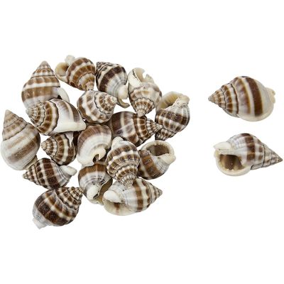 Nassa Phyrus Craft Shells Bag .4-.5" 1 Kilo (appx. 2500 pc)