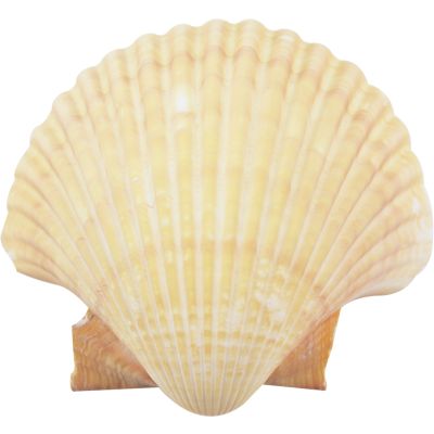 4 Mexican Deep Scallop Shells 3-3.5" (Set of 4)