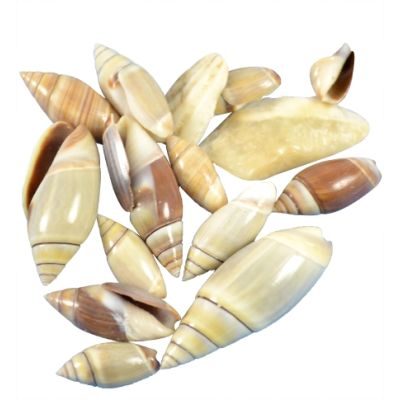 Mexican Olive Craft Seashells Bag .375-.75" 1 Gallon (appx. 5000 pc)