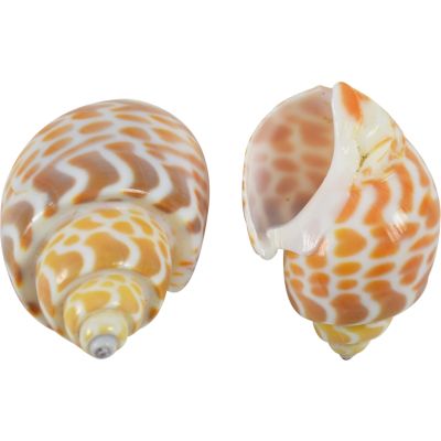 Babylonia Spirata Seashells Bag 1.5-2" 1 Kilo (appx. 70 pc)