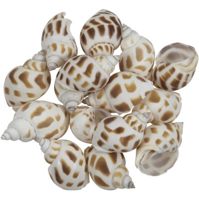 Babylonia Aerolata Seashell Bag 1-2" 1 Kilo