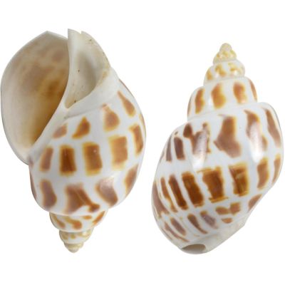 5 Babylonia Areolata Polished 2.5-3" (Set of 5)