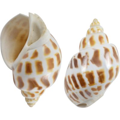 12 Babylonia Aerolata Polished Snail Shells 2-2.5" (Set of 12)