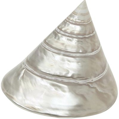 Top Shell (Trochus Niloticus) Pearled 3.5-4"