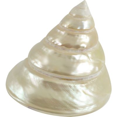 Trochus Niloticus Pearled Shell 4" and up