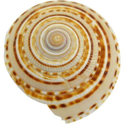 5 Sundial Shells 1.5-2" (Set of 5)