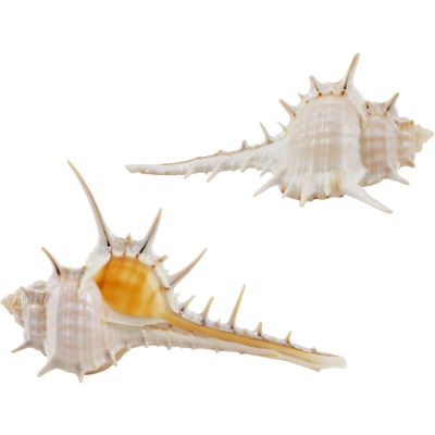 24 Murex Terispina Shells 3" and up (Set of 24)