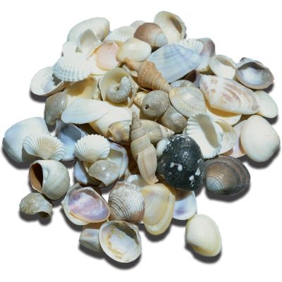 Indian Mix Assorted Craft Seashells Bag Small .25-1" 1 Kilo (appx. 1000 pc)