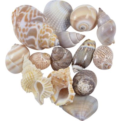 Indian Mix Assorted Craft Bag Seashells Medium 1-1.25" 1 Kilo (appx. 120 pc)