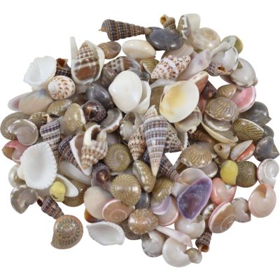 Indian Mix Assorted Craft Seashells Bag Tiny up to .25" 1 Kilo (appx. 3000 pc)