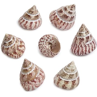 Strawberry Trochus Shell Bag 2-2.5" 1 Gallon (appx. 55-60 pcs)