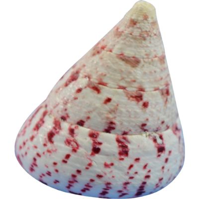 Strawberry Trochus Seashells Bag 2-2.5" 1 Kilo