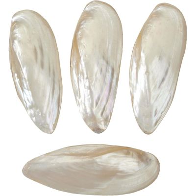 6 Pink Siam Clam Pair Pearled Shells 4-5" (Set of 6)