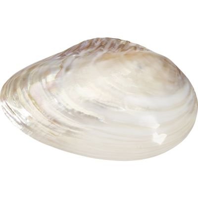 2 Fresh Water Clam Pearled Shells 7-8" (Set of 2)